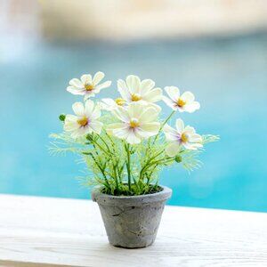 Light Yellow Flowering Cosmo Plant